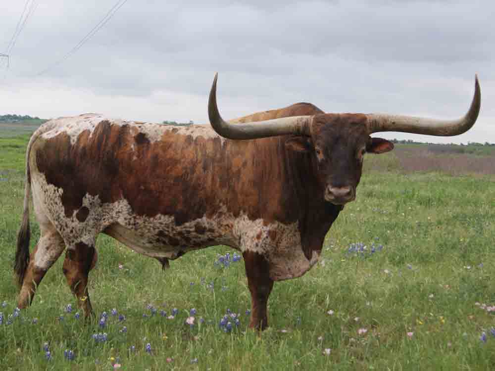 Rocking O Longhorns Texas Longhorn Cattle For Sale Austin Texas Longhorn Cattle Bulls 